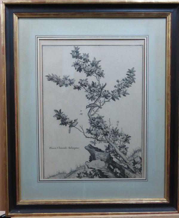 Plante Chinoise : Aubepine