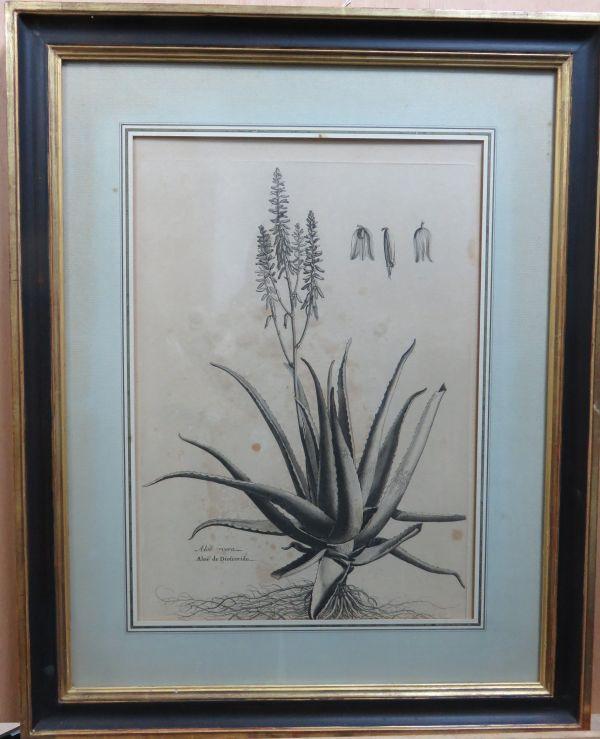 Aloe vera.