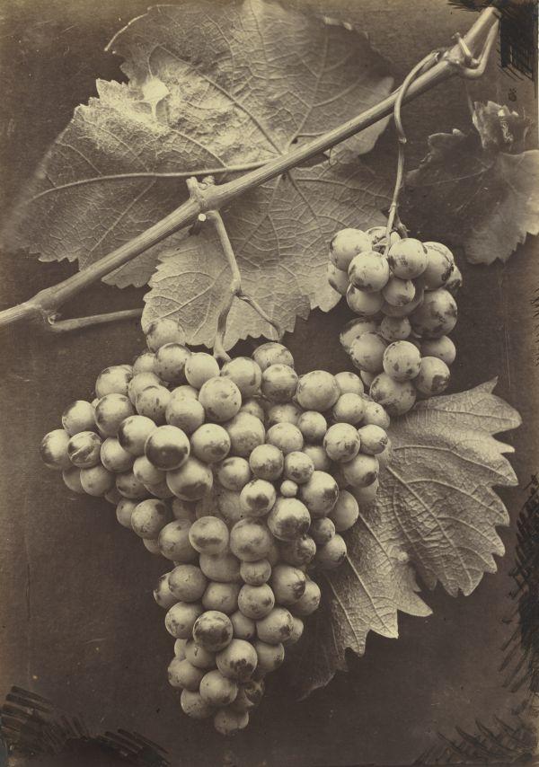 Grappe de raisins
