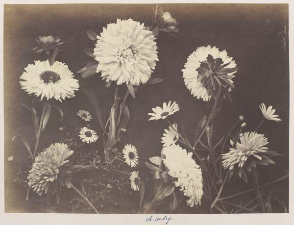 Asters et chrysanthèmes
