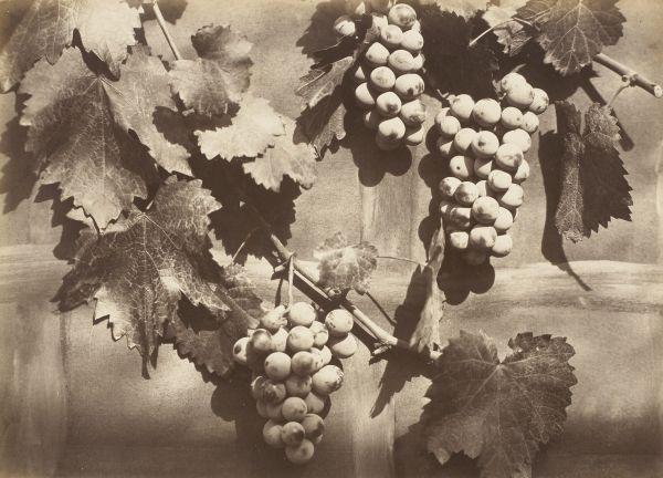 Branches de vignes avec grappes