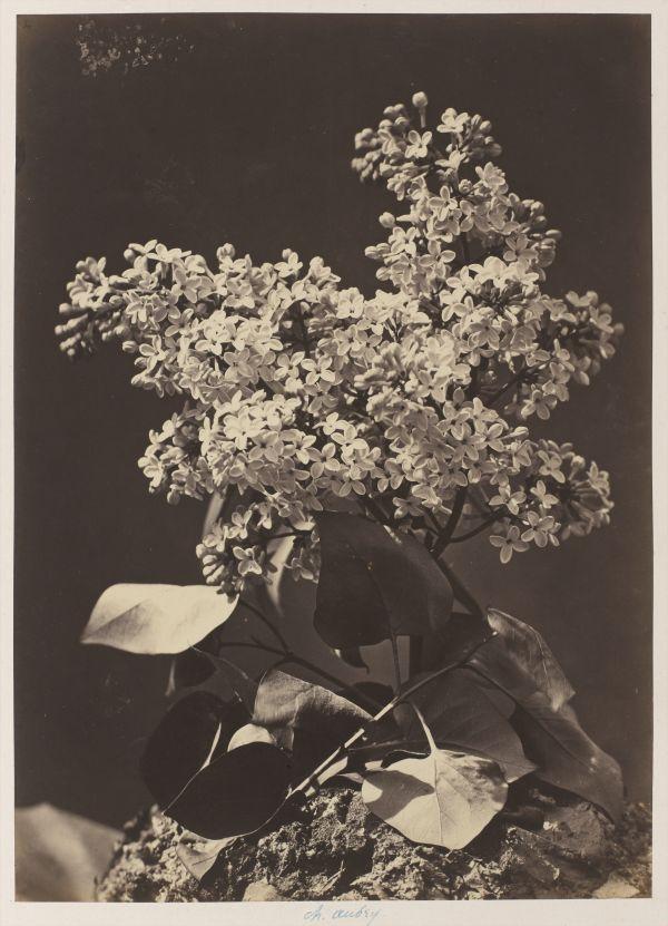 Lilas