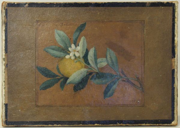 Étude de citronnier