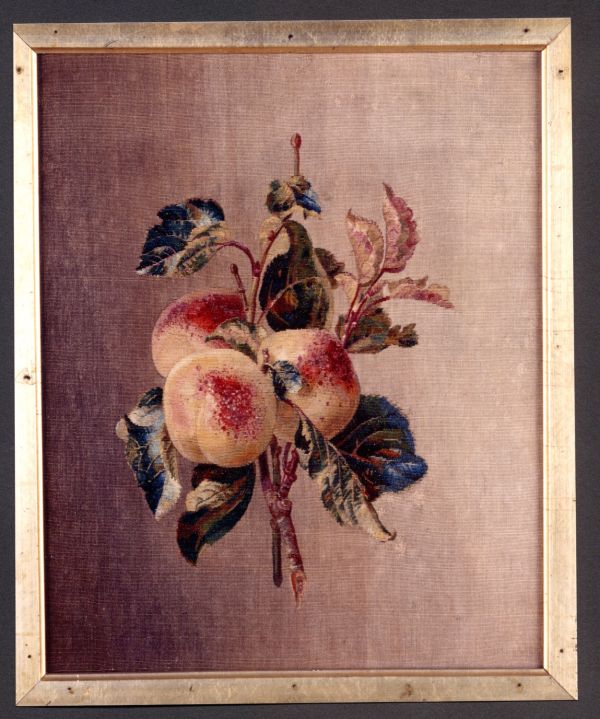Étude d'élève 
Abricot